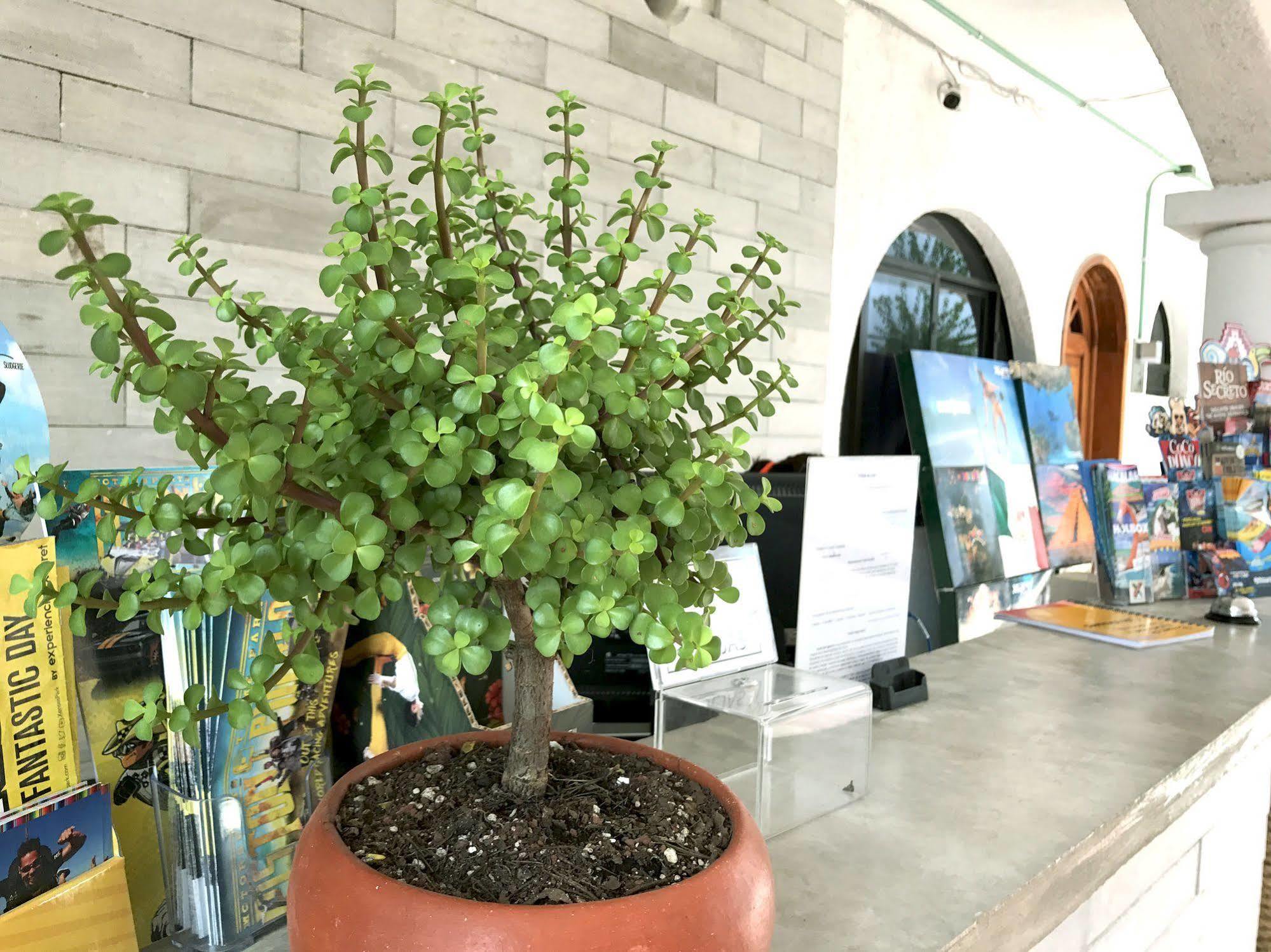 Hotel Villas San Ignacio Playa del Carmen Ngoại thất bức ảnh